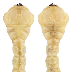 Melobasis ordinata, PL5503A, larva, from Acacia mearnsii, dorsal & ventral view, SE, 28.3 × 6.7 mm